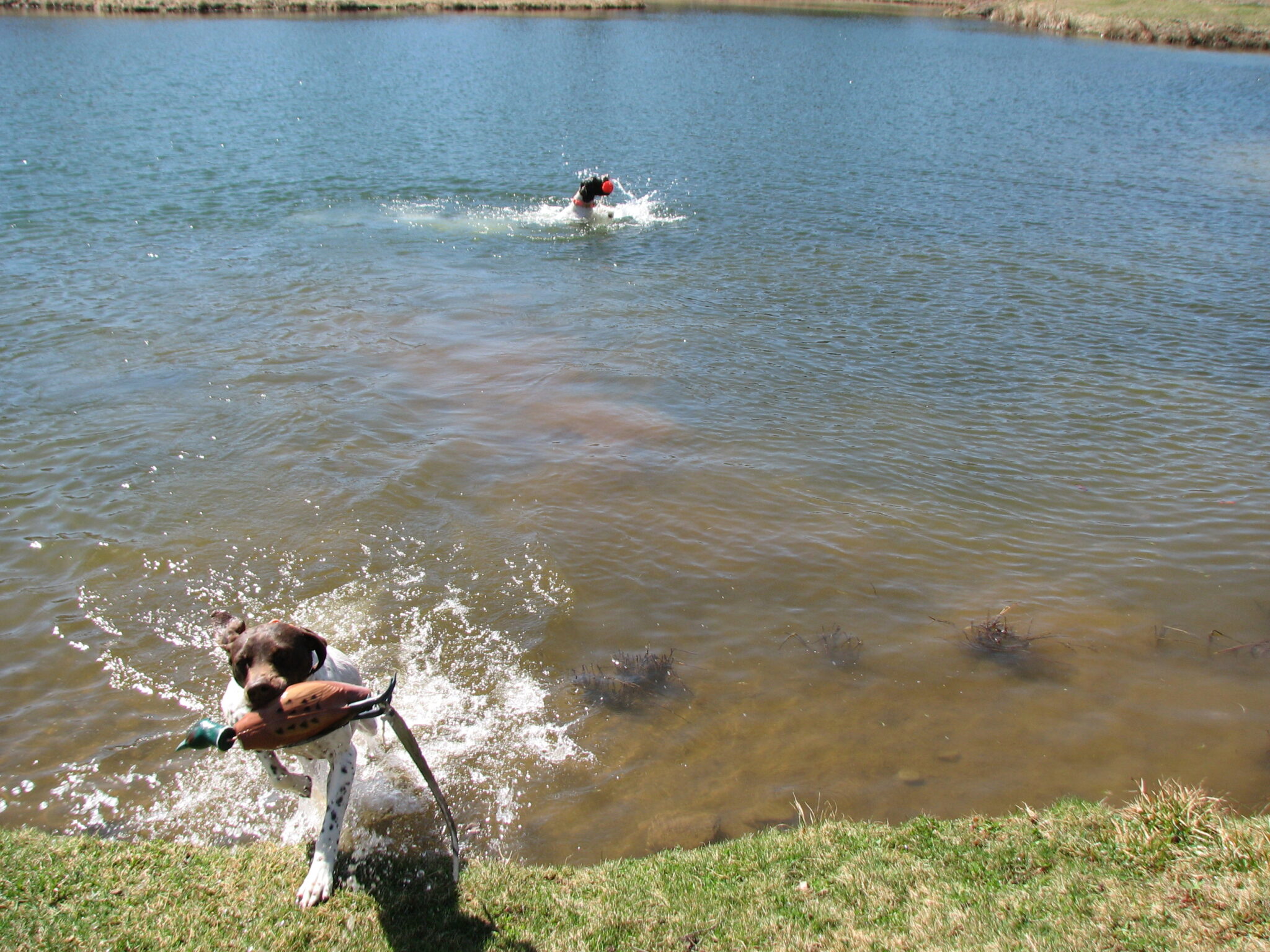 Dog Training Quail Ridge Kennels
