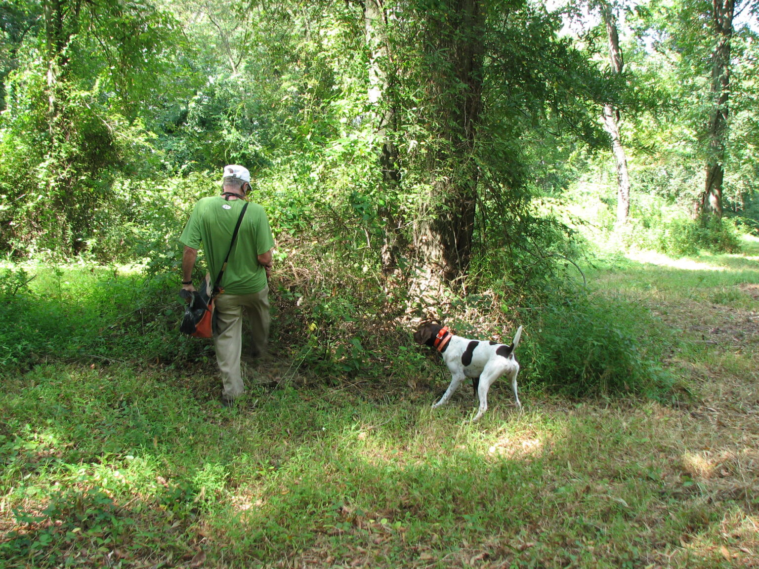Dog Training Quail Ridge Kennels