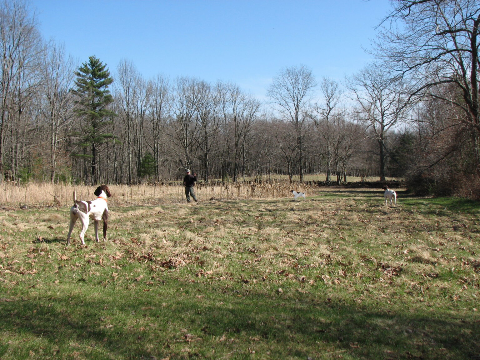 Dog Training Quail Ridge Kennels
