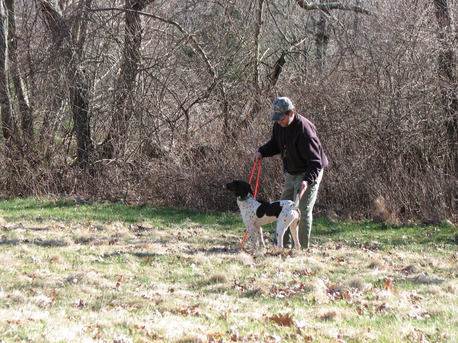Dog Training Quail Ridge Kennels