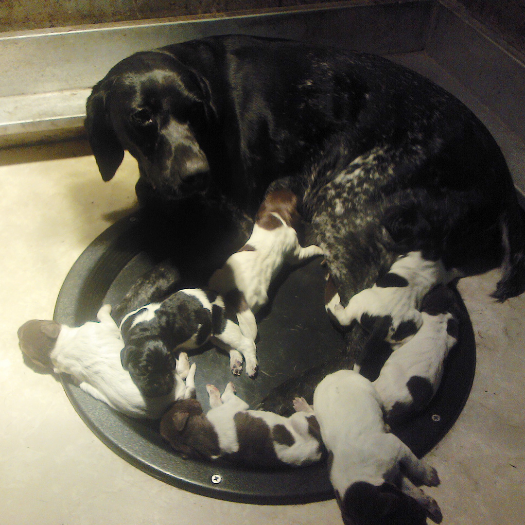 Available Puppies/Dogs Quail Ridge Kennels