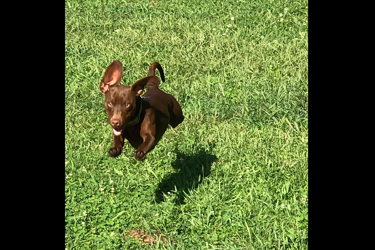 Nancy’s Grooming & Boarding Quail Ridge Kennels