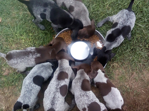 Quail Ridge German Shorthaired Pointers