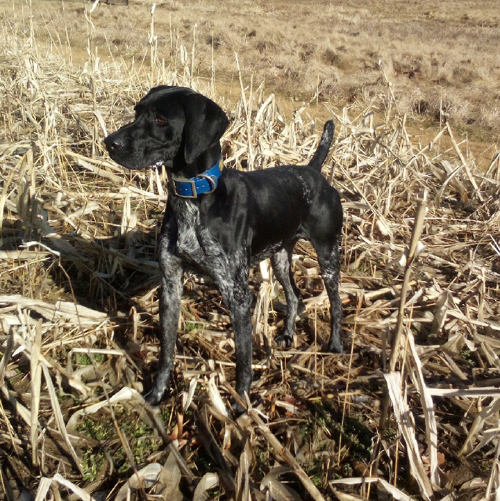 Black Jack